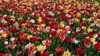 Buntes Tulpenfeld im Bergischen Land