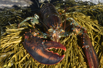 South freeport lobster off the coast of maine - obrazy, fototapety, plakaty