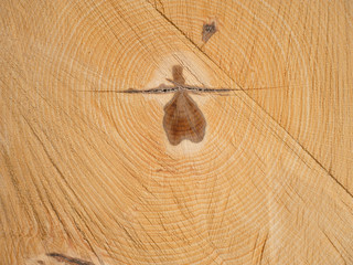 Drewno, przekrój drzewa © Ola i Eryk