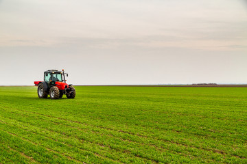 Farmer in tractor fertilizing wheat field at spring with npk