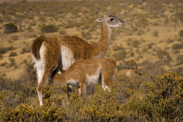 Guanaco (Lama Guanicoe) in Patagonia.