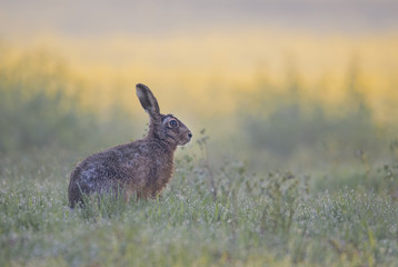 Hare in spring