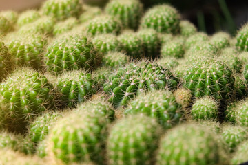 Group of cactus in a pot