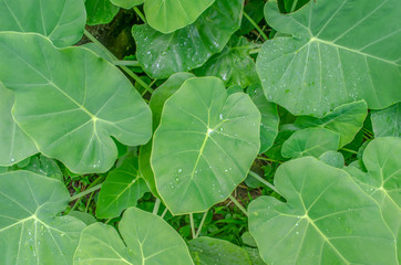 Green leaves background