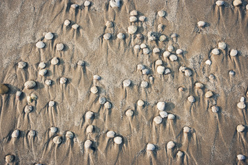 Fototapeta na wymiar Shells on the beach. Riccione, Emilia Romagna, Italy.