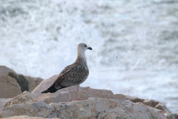 seagull