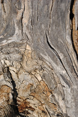 Old cracks wavy lines in tree trunk textured, blurry background, vertical close up detail