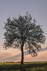 Kwitnąca wiśnia © Myśliński_Photos
