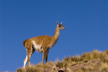 Guanaco (Lama Guanicoe) in Patagonia.