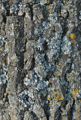 Poplar tree trunk bark with gray and yellow moss, vertical background texture
