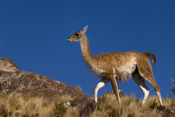 Guanaco (Lama Guanicoe) in Patagonia.