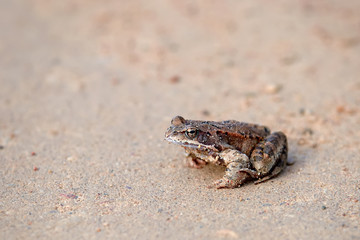 Brown frog Rana temporaria sits on the sand. frog is a symbol of good luck