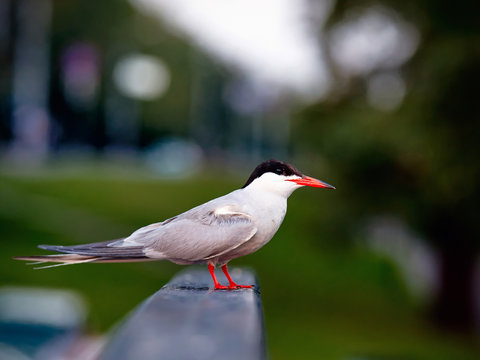 Beautifull common tern standing on a Handrail. Portrait of bird close up.