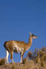 Guanaco (Lama Guanicoe) in Patagonia.