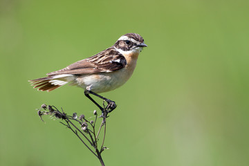 Whinchat  sits on a plant