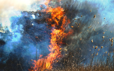 fire on the field, a strong flame from the burning of grass for a better growth of new vegetation