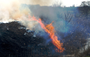 fire on the field, a strong flame from the burning of grass for a better growth of new vegetation