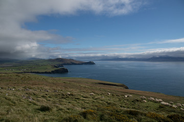 Sheeps on meadow with cloudy blue sky