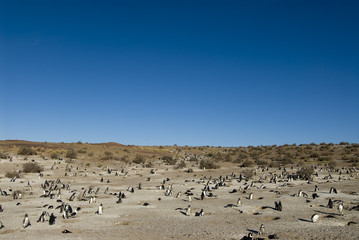 Magellanic Penguin (Spheniscus magellanicus) in Patagonia..