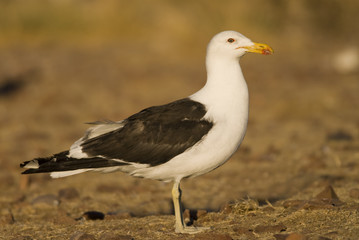 adult Kelp Gull (Larus dominicanus)