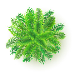 Green palm tree, vector 3D illustration isolated on white background. Exotic tree from jungle for your design project. Top view on branches of coconut tree.