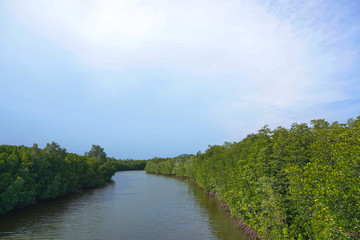 Fototapeta na wymiar Rivers from natural sources are flowing through mangroves.