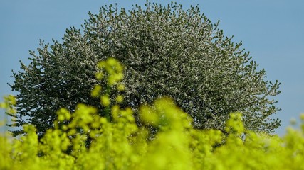 Obraz premium Blühendes Rapsfeld mit blühenden Obstbaum im Hintergrund