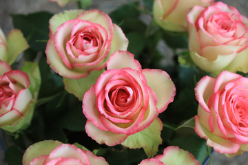 Pink Roses