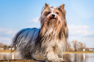 dog breeds beaver yorkshire terrier. close-up portrait in full length on the background of the lake.