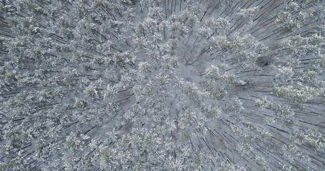 Aerial top view fly over frozen mixeb forest with pine and birch trees