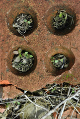 Fototapeta na wymiar Small green plants sprouts inside holes of old red cracked brick, ground with dry grass background, top view