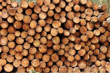 Tas de rondins de bois pins des Landes empilés