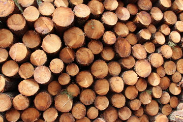 Tas de rondins de bois pins des Landes empilés 