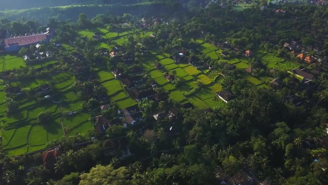 Amazing aerial view of rice plantation in village at sunset aerial footage