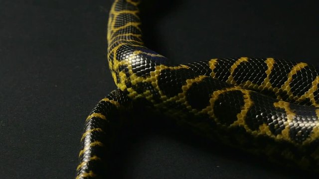Crawling yellow anaconda with tongue