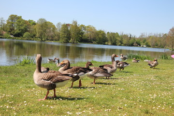 Groupement d'oies dans l'herbe et fleurs au bord du lac