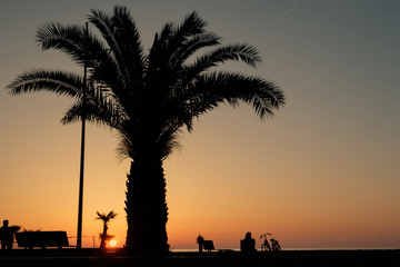 palm tree silhouette