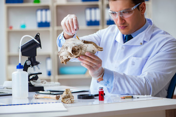 Paleontologist looking at extinct animal bone