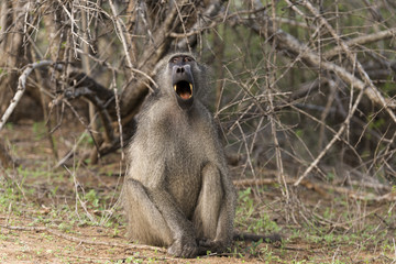 Babouin, mâle, Papio hamadryas, Afrique du Sud