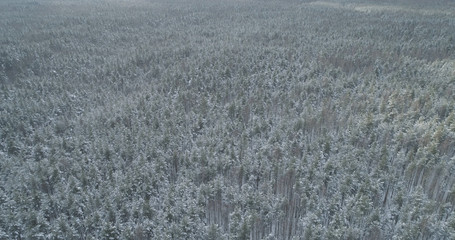 Aerial fly over frozen mixeb forest with pine and birch trees