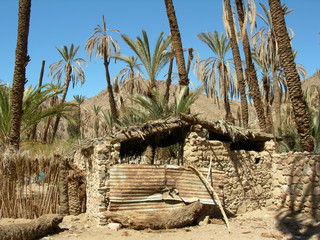 Oaza na pustyni na Półwyspie Synaj, Egipt