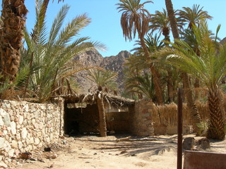 Inside an oasis in the desert, Egypt, Sinai