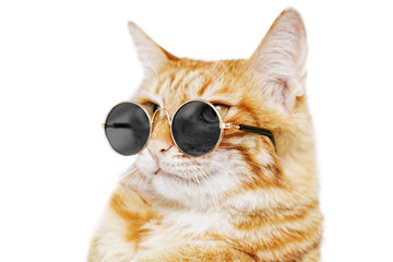 Closeup portrait of funny ginger cat wearing sunglasses isolated on white. Shallow focus.