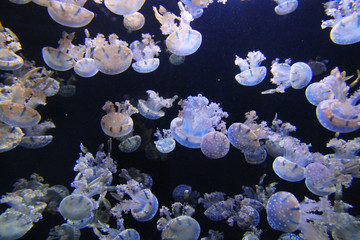 Background of Jellyfish