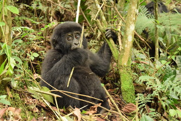 Gorilla Bwindi Uganda