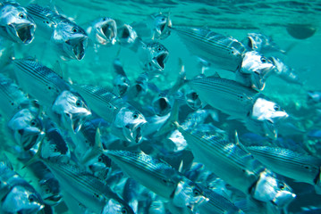 underwater landscape of the red sea