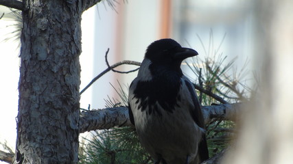 Hooded crow (Corvus cornix)