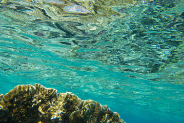 Fototapeta na wymiar underwater landscape of the red sea