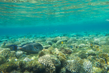 underwater landscape of the red sea
