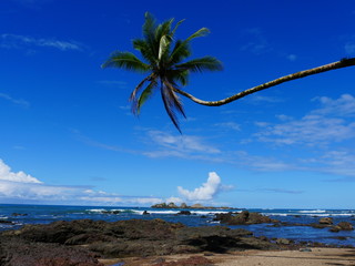 Palme an einem Strand, blauer Himmel , weiße Wolken, Horizont, Brandung, Meer. Felsen